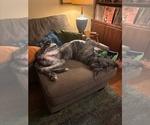 Small #10 Irish Wolfhound