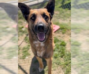 German Shepherd Dog Dogs for adoption in Bakersfield, CA, USA