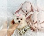 Small #10 Morkie
