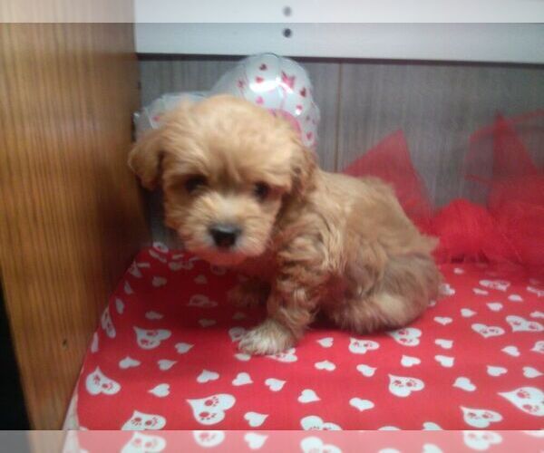 Medium Photo #1 Zuchon Puppy For Sale in ELROY, WI, USA
