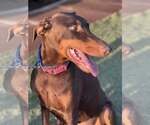 Small #1 Doberman Pinscher