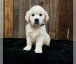Small Photo #5 English Cream Golden Retriever Puppy For Sale in MILLERSBURG, OH, USA