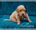Small Photo #4 Golden Retriever Puppy For Sale in LIBERTY, KY, USA
