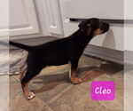 Small #2 Labrador Retriever Mix