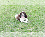 Small Photo #1 English Springer Spaniel Puppy For Sale in FITZGERALD, GA, USA