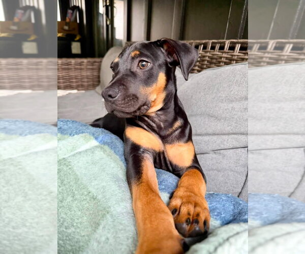Medium Photo #5 Mutt Puppy For Sale in Hillsboro, MO, USA