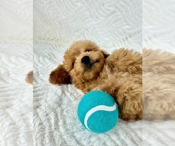 Medium Photo #1 Goldendoodle (Miniature) Puppy For Sale in GREENFIELD, IN, USA