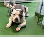 Small #4 Bulldog Mix