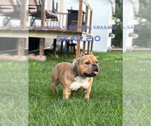 Father of the American Bully puppies born on 09/27/2025