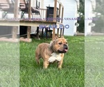 Small Photo #1 American Bully Puppy For Sale in SAINT JOSEPH, MO, USA