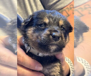 Mutt Dogs for adoption in Duluth, MN, USA