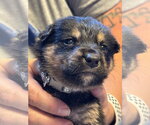 Edward - Male Mutt Dog for Adoption - Small photo