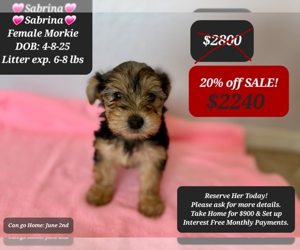 Medium Photo #1 Morkie Puppy For Sale in TUCSON, AZ, USA