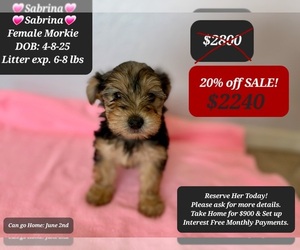 Morkie Puppy for sale in TUCSON, AZ, USA