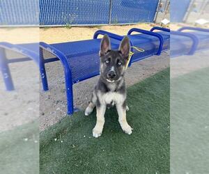 German Shepherd Dog-Siberian Husky Mix Dogs for adoption in HESPERIA, CA, USA