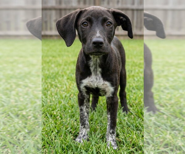 Medium Photo #3 Labrador Retriever-Unknown Mix Puppy For Sale in Grovertown, IN, USA