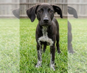 Fabio - Male Labrador Retriever-Unknown Mix Dog for Adoption - Photo #3