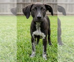 Small #2 Labrador Retriever Mix