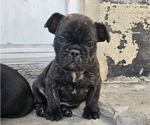 Small Photo #1 French Bulldog Puppy For Sale in SAN YSIDRO, CA, USA