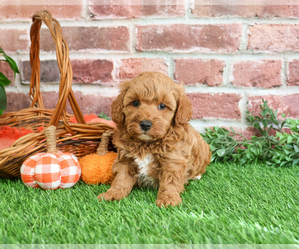 Medium Photo #4 Cavapoo-Poodle (Miniature) Mix Puppy For Sale in SYRACUSE, IN, USA