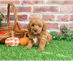 Small #3 Cavapoo-Poodle (Miniature) Mix