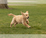 Small Photo #4 Golden Retriever Puppy For Sale in WOLCOTTVILLE, IN, USA
