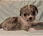 Small Photo #1 Chi-Chi-Chihuahua Mix Puppy For Sale in FOSTER, KY, USA