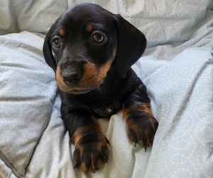 Dachshund Puppy for sale in MATTITUCK, NY, USA