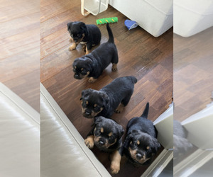 Rottweiler Dogs for adoption in LOS ANGELES, CA, USA