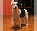 Small #2 Australian Cattle Dog-Great Pyrenees Mix