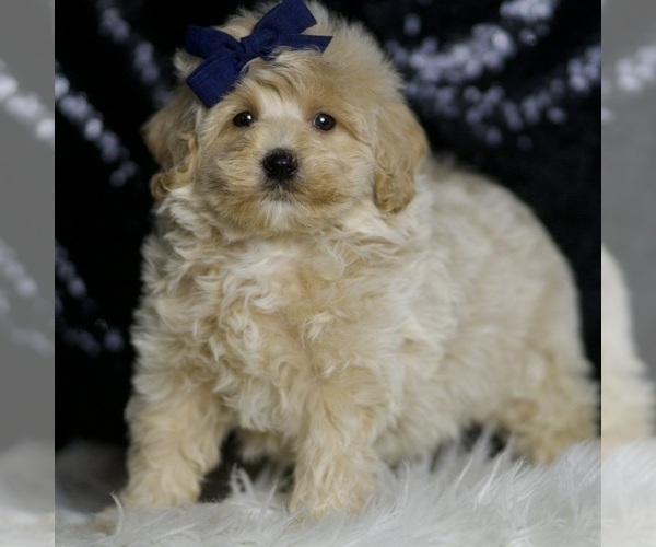 Medium Photo #5 Maltipoo (Miniature) Puppy For Sale in WARSAW, IN, USA