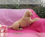 Small Photo #13 Golden Retriever Puppy For Sale in SHERIDAN, MI, USA