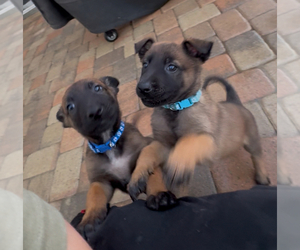 Belgian Malinois Puppy for sale in OXNARD, CA, USA