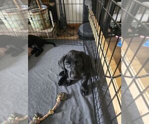 Labrador Retriever Puppy for sale in CLARKSVILLE, TN, USA