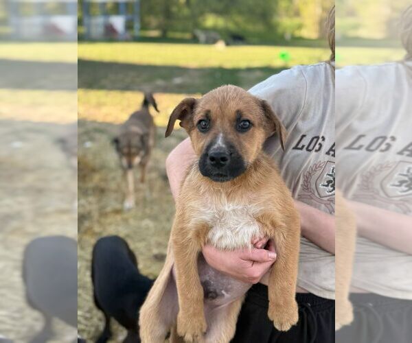 Medium Photo #1 Mutt Puppy For Sale in Calgary, Alberta, Canada