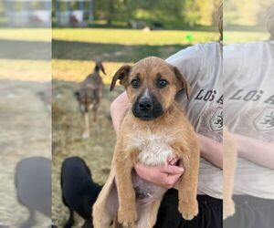 Mutt Dogs for adoption in Calgary, Alberta, Canada
