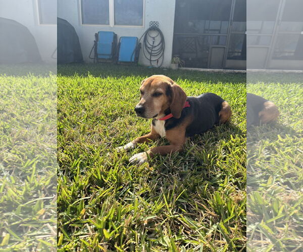 Medium Photo #3 Beagle Puppy For Sale in Tampa, FL, USA