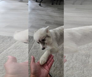 Gello FH - Male Pomeranian Dog for Adoption - Photo #4