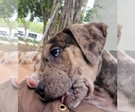 Small Photo #22 Catahoula Bulldog Puppy For Sale in MIAMI BEACH, FL, USA