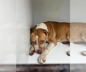 American Pit Bull Terrier-Unknown Mix Dogs for adoption in Houston, TX, USA