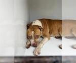 Small American Pit Bull Terrier Mix