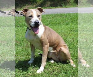 American Pit Bull Terrier-Unknown Mix Dogs for adoption in Prattville, AL, USA