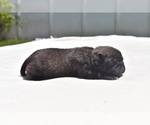 Small #4 Pug