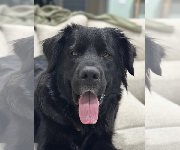 Medium Photo #2 Great Pyrenees-Unknown Mix Puppy For Sale in Sandy, UT, USA