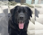 Small #1 Great Pyrenees Mix