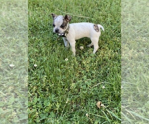 Boston Huahua Puppy for sale in NEW BEDFORD, MA, USA