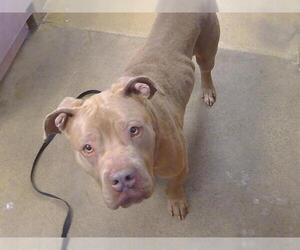 Mutt Dogs for adoption in Sacramento, CA, USA