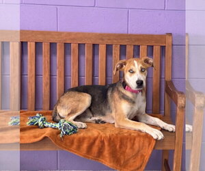 **CLEA** - Female Labrador Retriever-Unknown Mix Dog for Adoption - Photo #2