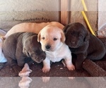 Small Photo #3 Labrador Retriever Puppy For Sale in HUDSON, CO, USA