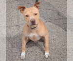Small #2 American Staffordshire Terrier Mix